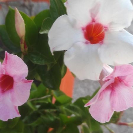 Villaggio Albergo Cervo Zapponeta Ngoại thất bức ảnh