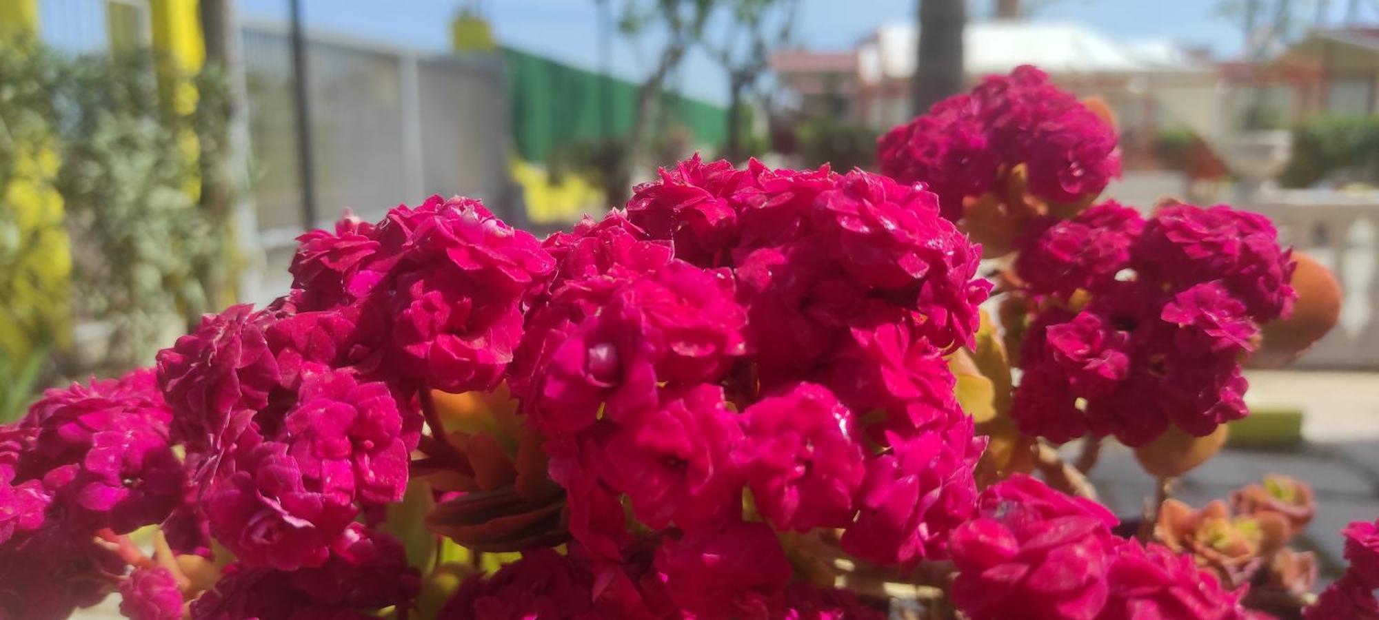 Villaggio Albergo Cervo Zapponeta Ngoại thất bức ảnh